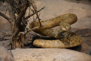 rattlesnake, viper, reptile-8077387.jpg